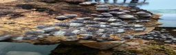 Isopods invertebrates for sale: PANDA KING ISOPODS  in Nuneaton - Advert 6
