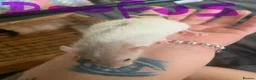 Rat rodents for sale: 8 baby girl rats in Basildon - Advert 5
