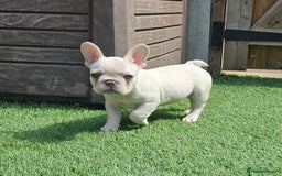 French Bulldog dogs for sale: REDUCED Fully vaccinated french bulldog puppy  - Image 4