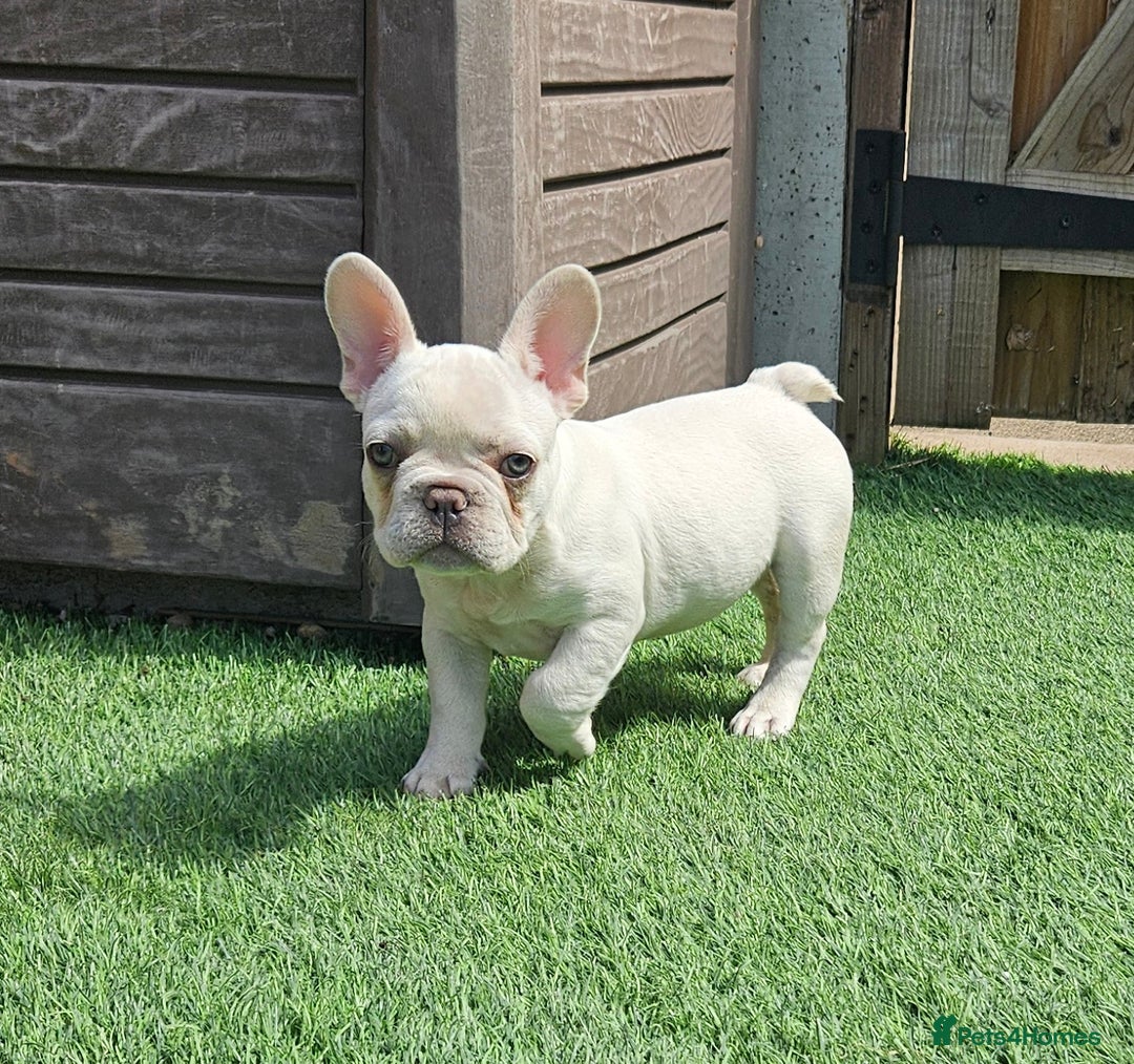 French Bulldog dogs for sale: REDUCED Fully vaccinated french bulldog puppy  - Image 4