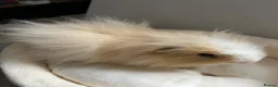 Guinea Pig rodents for sale: Male Swiss Guinea Pigs x2 in Cwmbran - Advert 2