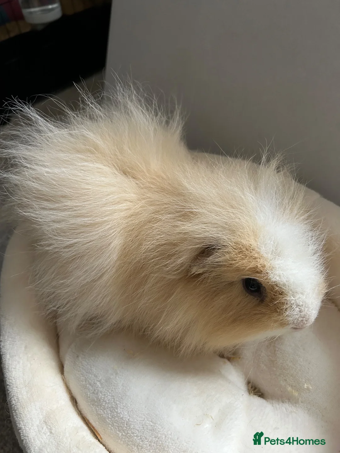 Guinea Pig rodents for sale: Male Swiss Guinea Pigs x2 in Cwmbran - Advert 2