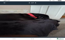 Pug dogs for sale: Kc reg pug - Advert 3