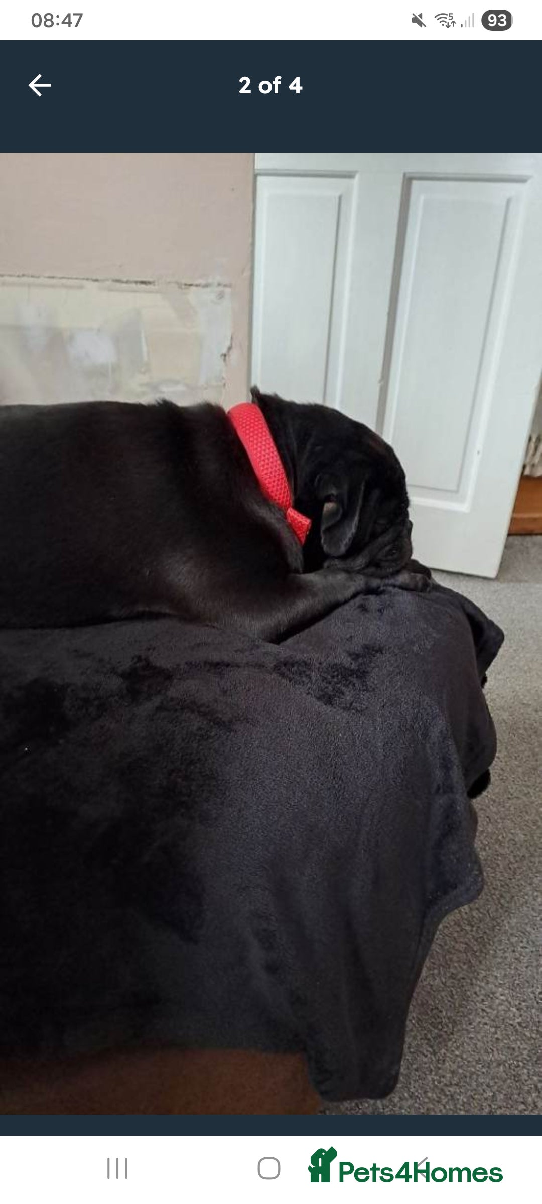 Pug dogs for sale: Kc reg pug - Advert 3