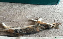 Mixed Breed cats for sale: Cat for rehoming - Image 2