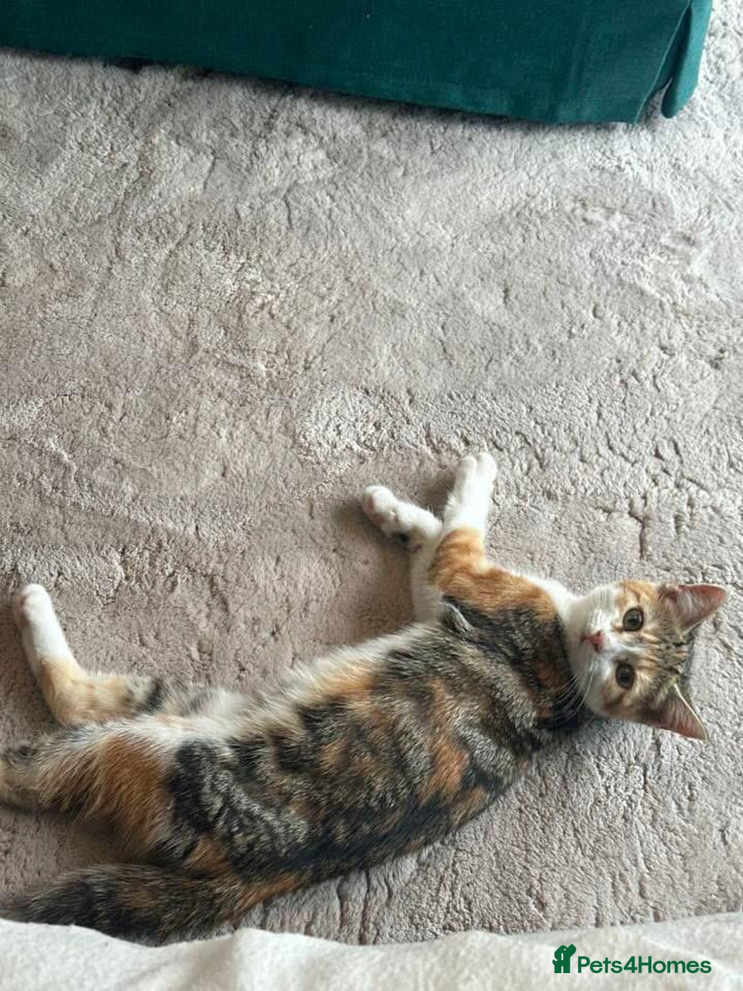 Mixed Breed cats for sale: Cat for rehoming - Image 2