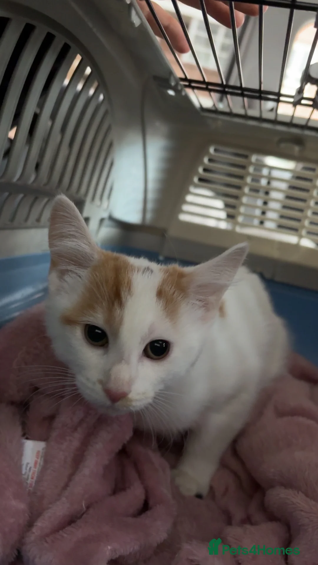 Mixed Breed cats for sale: 13 week old calico kitten - Advert 2