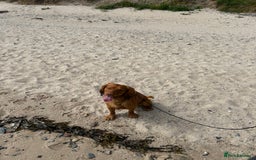 Cocker Spaniel dogs for stud: Beautiful golden cocker spaniel for stud - Image 4