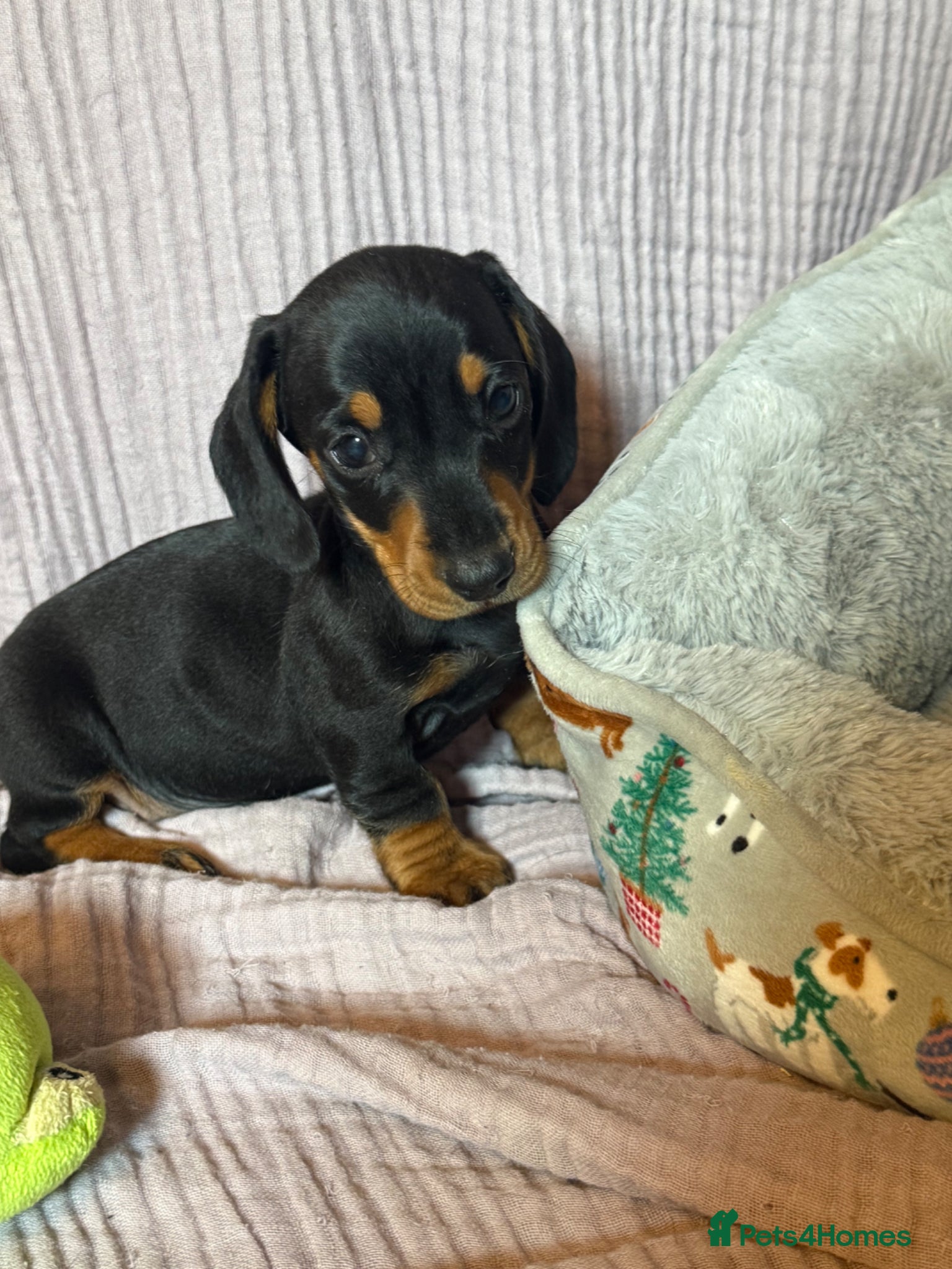 Miniature Dachshund dogs Stunning Dachshund puppies 5 star licenced - Advert 1