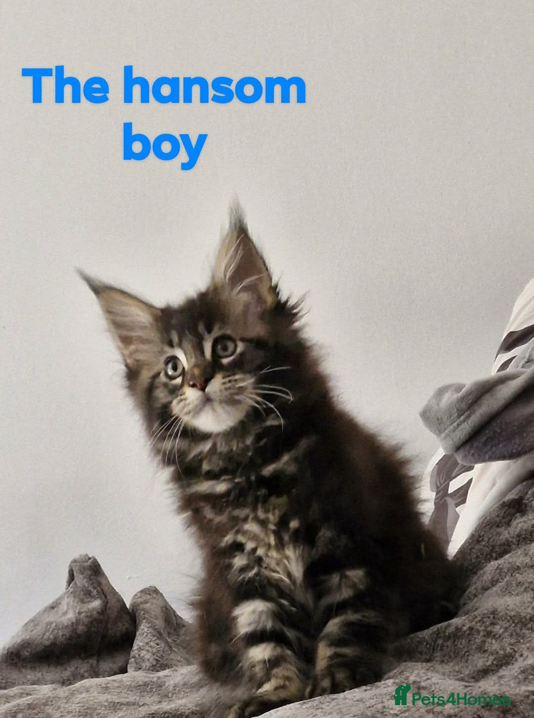 Maine Coon cats Champion bloodline maine coon kittens  - Advert 8