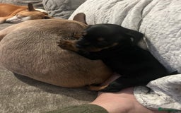 Mixed Breed dogs for sale: Miniature dachshund X French bulldog  - Image 26
