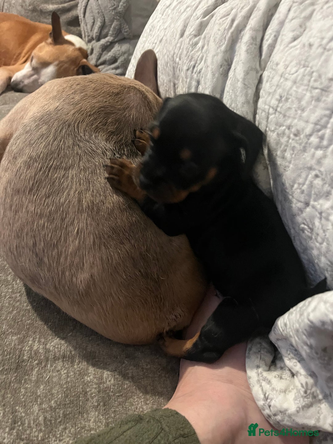 Mixed Breed dogs for sale: Miniature dachshund X French bulldog  - Image 26