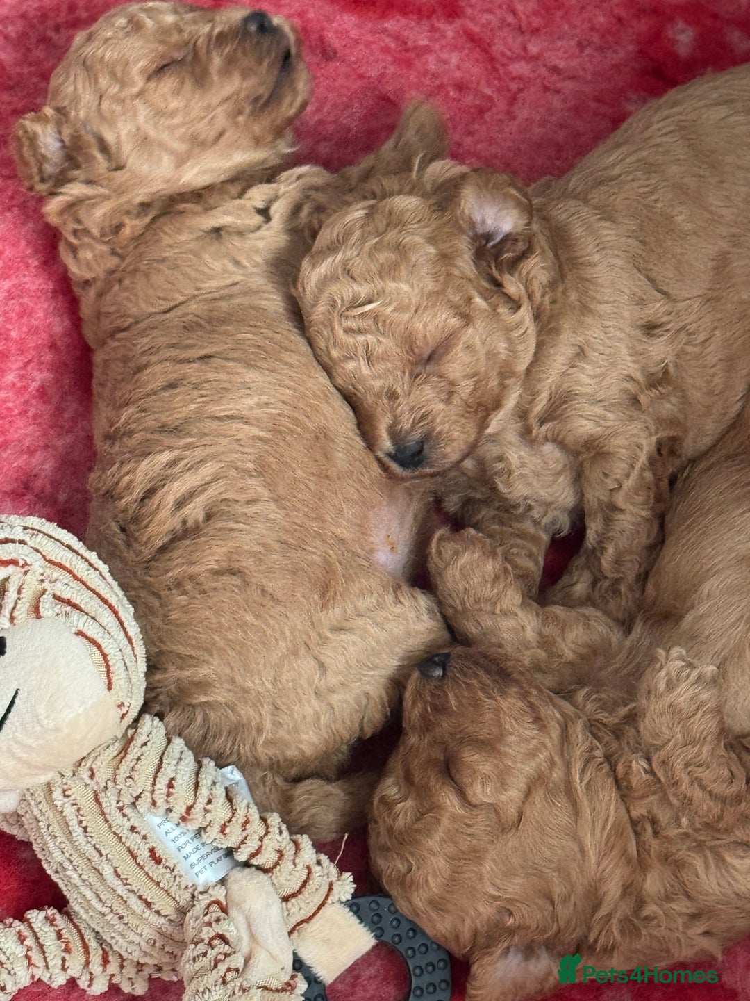 Poochon dogs for sale: Male poochon F1b - Image 7