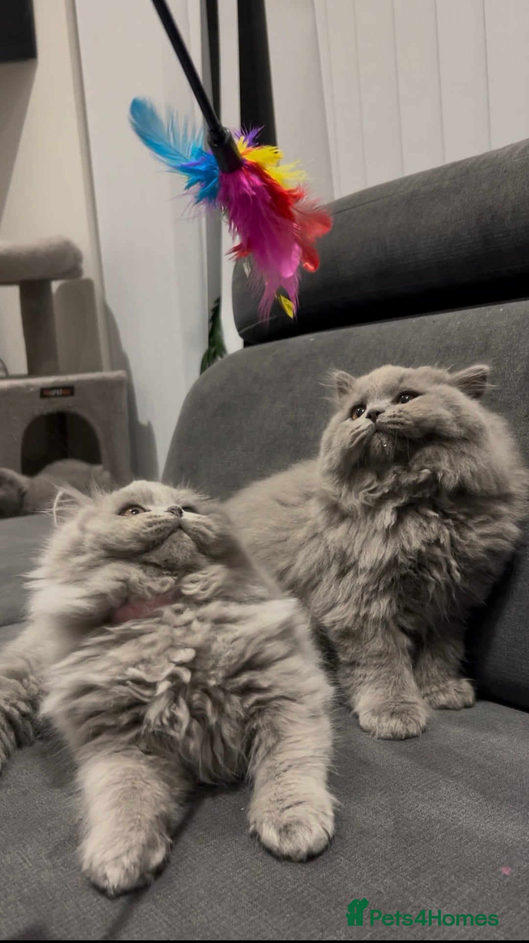 British Shorthair cats for sale: GCCF Champion British Shorthair  - Advert 5