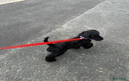 Cocker Spaniel dogs for sale: Awaiting viewings - Image 10