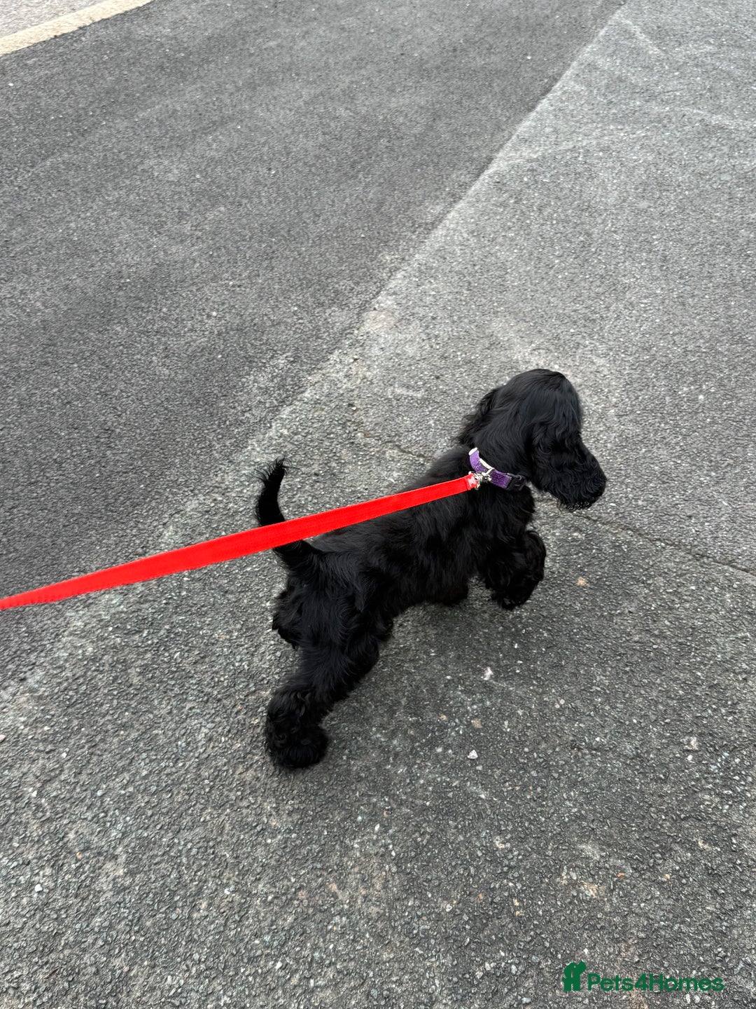 Cocker Spaniel dogs for sale: Awaiting viewings - Image 10
