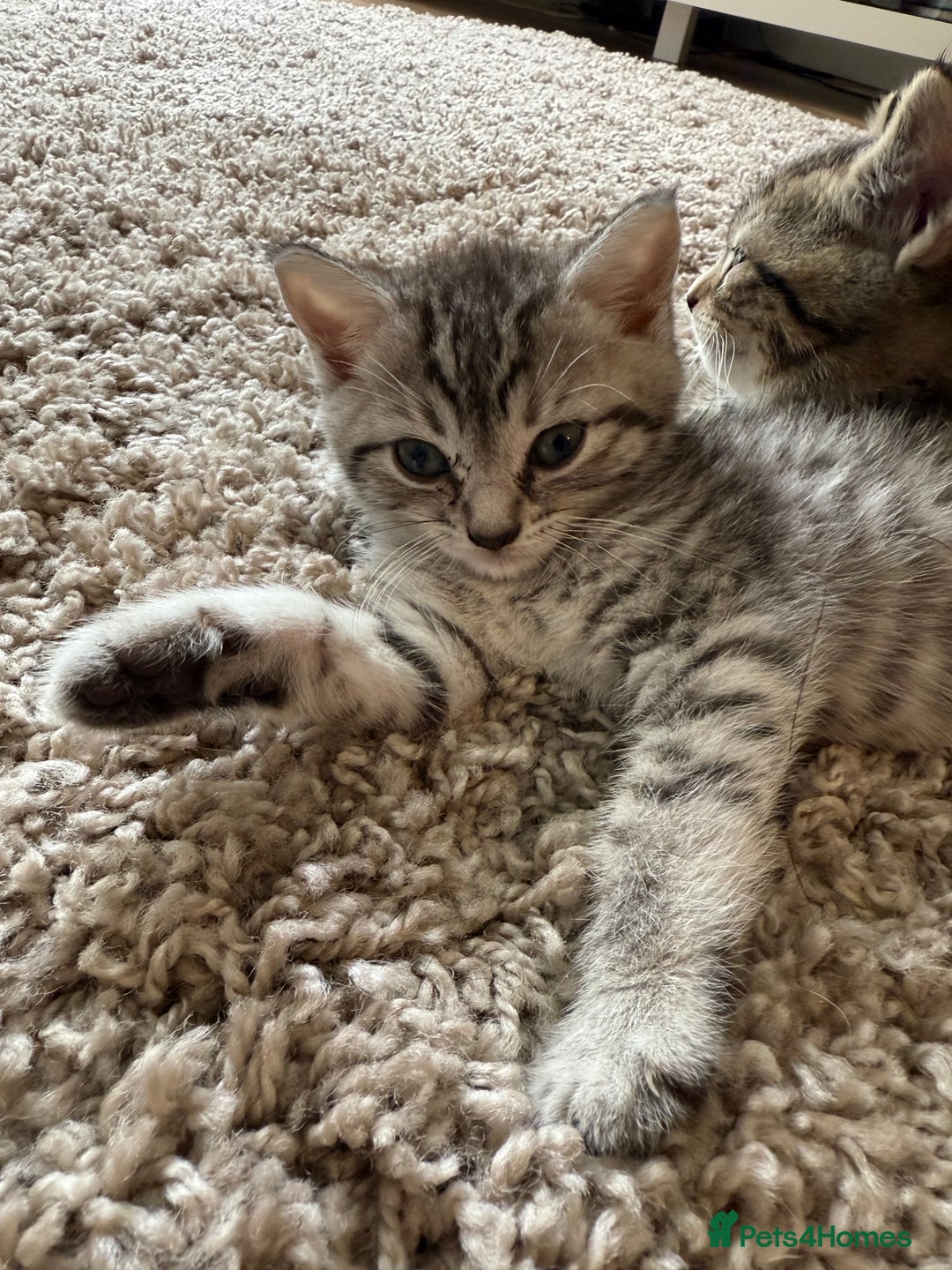 British Shorthair cats for sale: British short hair mix - Image 2