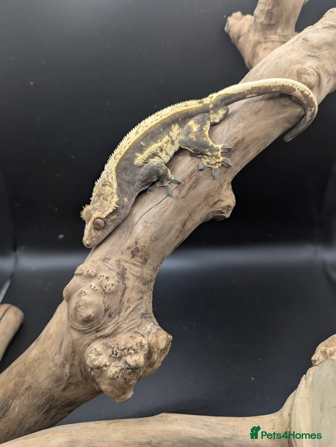 Gecko reptiles for sale: Mixed Morph Crested Gecko - Advert 10