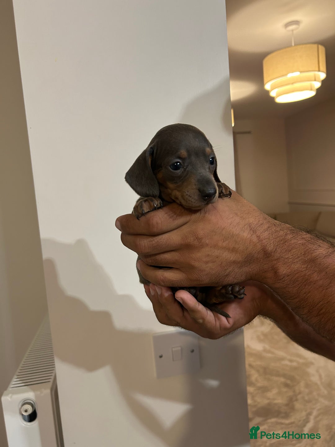 Miniature Dachshund dogs for sale: Miniature dachshunds  - Image 10