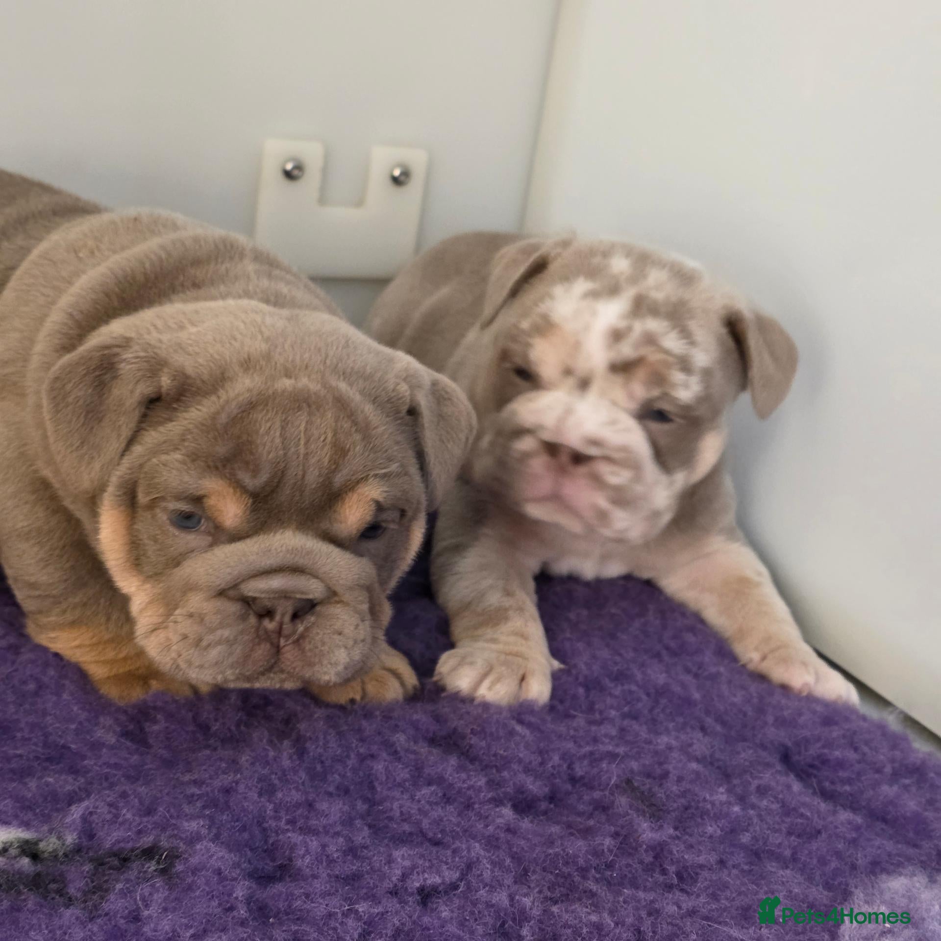 English Bulldog dogs British bulldog pups - Advert 19