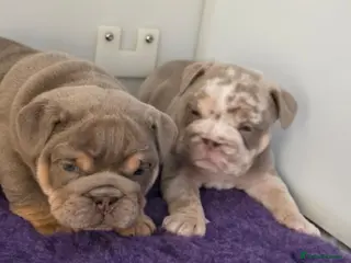 English Bulldog dogs British bulldog pups - Advert 19