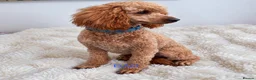 Cockapoo dogs for sale: Say Hello To Our Most Adorable Cockapoo Puppies - Advert 14