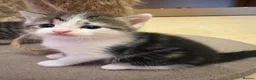 Mixed Breed cats for sale: Kittens in Manchester - Advert 6