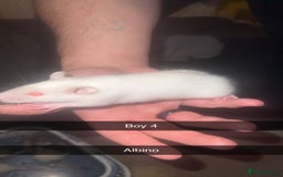 Rat rodents for sale: Rat pups - Image 6