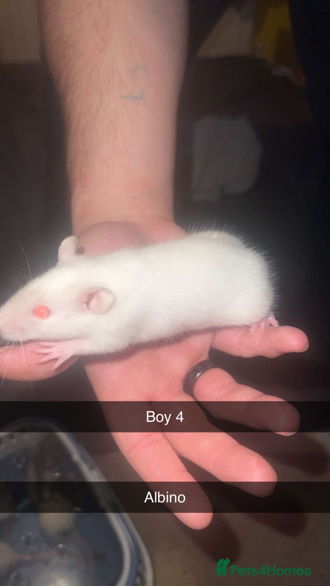 Rat rodents for sale: Rat pups - Image 6