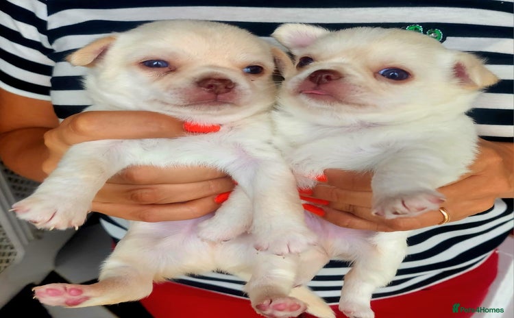 Chihuahua dogs - Advert 1