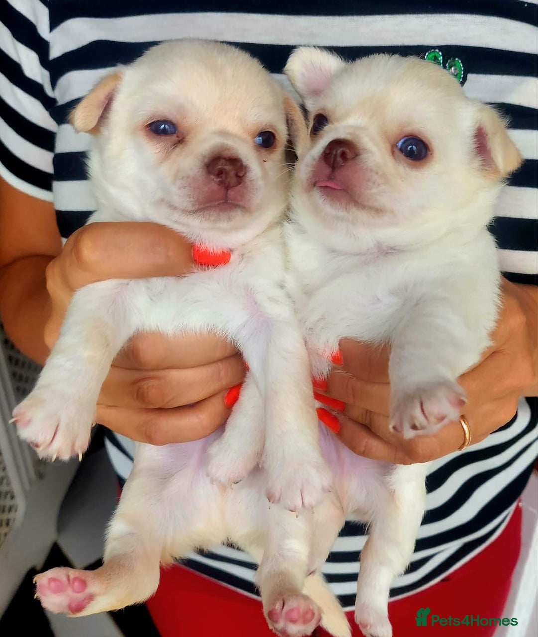 Chihuahua dogs for sale: Two stunning white chihuahuas - Image 1