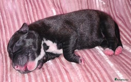 Staffordshire Bull Terrier dogs for sale: READY 7TH NOVEMBER ⭐️ 🐶 2 left ⭐️ staff pups  - Image 14