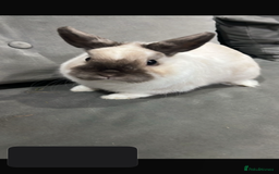 Netherland Dwarf rabbits for sale: Netherland dwarf  rabbits - Image 5