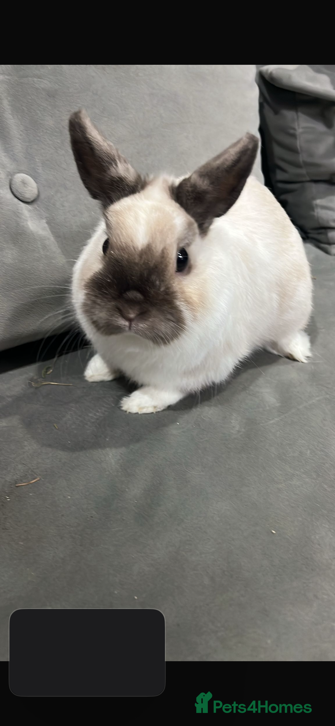 Netherland Dwarf rabbits for sale: Netherland dwarf  rabbits - Image 5