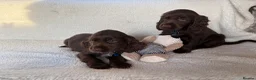 Cocker Spaniel dogs for sale: Show type cocker spaniels in Ipswich - Advert 17