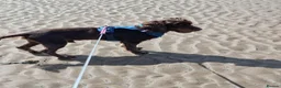 Cocker Spaniel dogs for adoption: Master - Spaniel Available for Adoption in Bridgwater - Advert 5