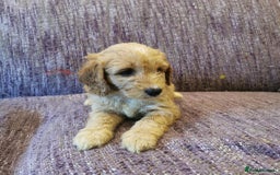 Cockapoo dogs for sale: COCKAPOO PUPPIES FOR SALE ready now  - Image 22