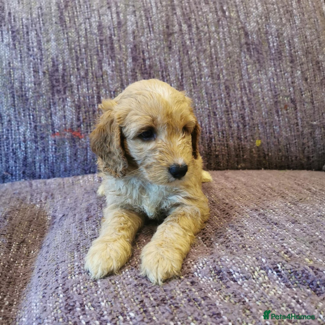 Cockapoo dogs for sale: COCKAPOO PUPPIES FOR SALE ready now  - Image 22