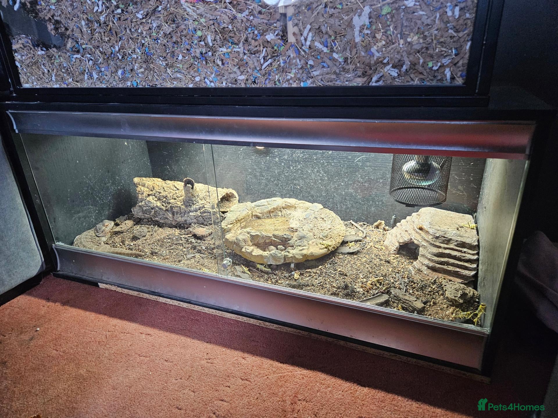 Bearded Dragon reptiles for sale: 3yo bearded dragon - Advert 7