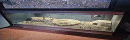 Bearded Dragon reptiles for sale: 3yo bearded dragon - Advert 1