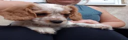 Mixed Breed dogs for sale: Cavalier x cockapoo - Advert 3
