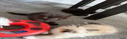 Mixed Breed cats for sale: kittens ready to be loved  - Advert 29