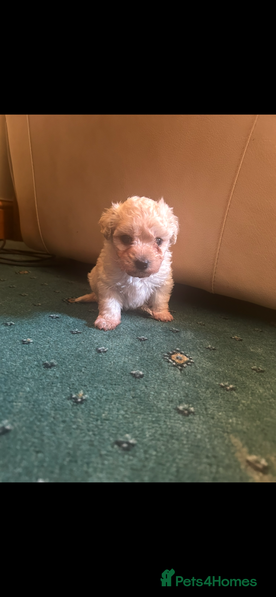 Mixed Breed dogs for sale: Gorgeous Bichon Frise x Maltese Puppies - Image 3