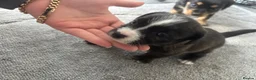 Mixed Breed dogs for sale: Jack Shih  - Advert 8