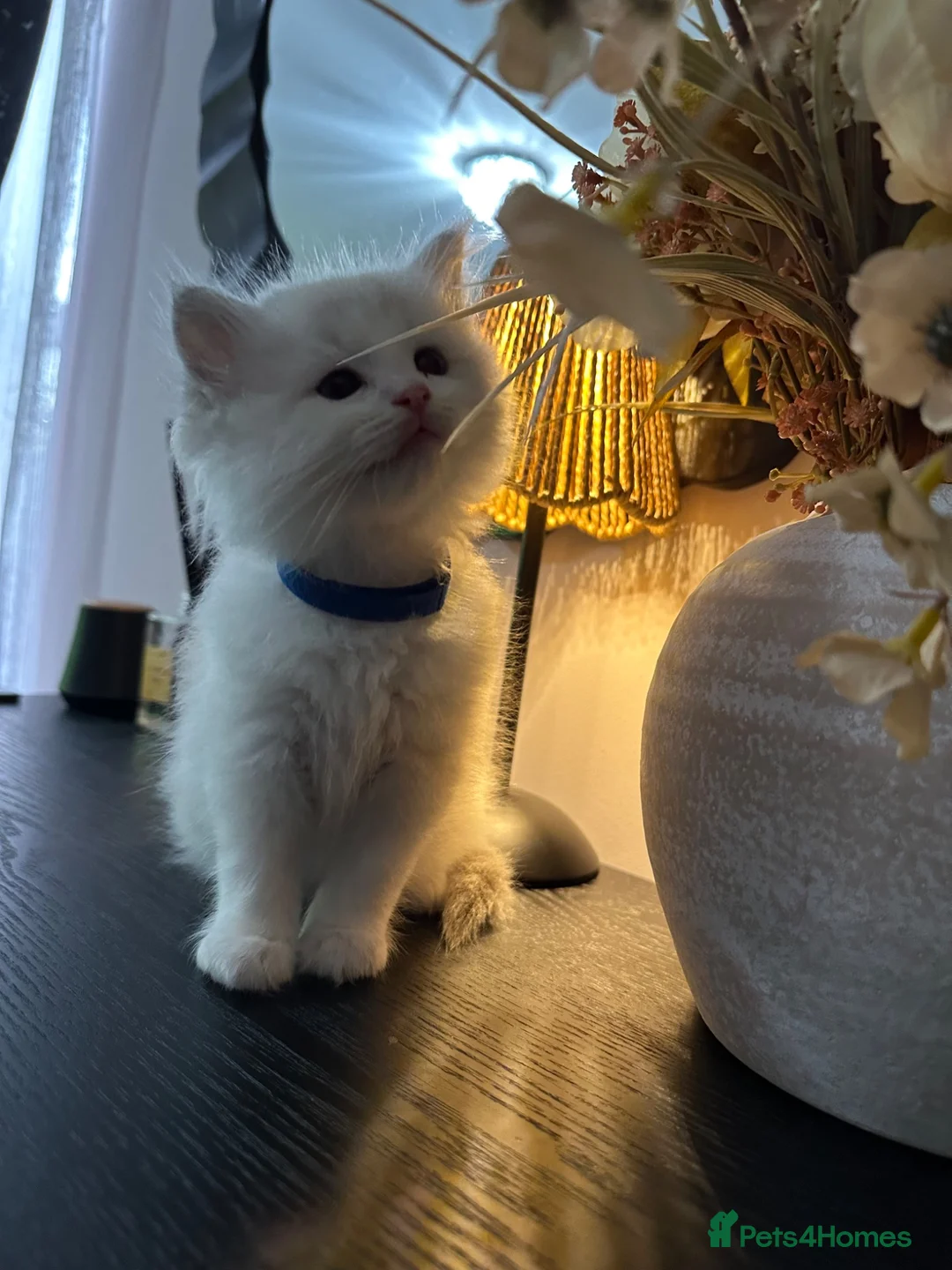 Ragdoll cats for sale: Ragdool x kittens in Scunthorpe - Advert 32