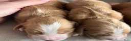 Cocker Spaniel dogs for sale: Beautiful Golden cockers free insurance with agria - Advert 6