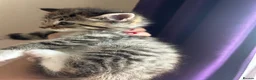 Mixed Breed cats for sale: Our Kittens Looking for Their Forever Loving Homes - Advert 3