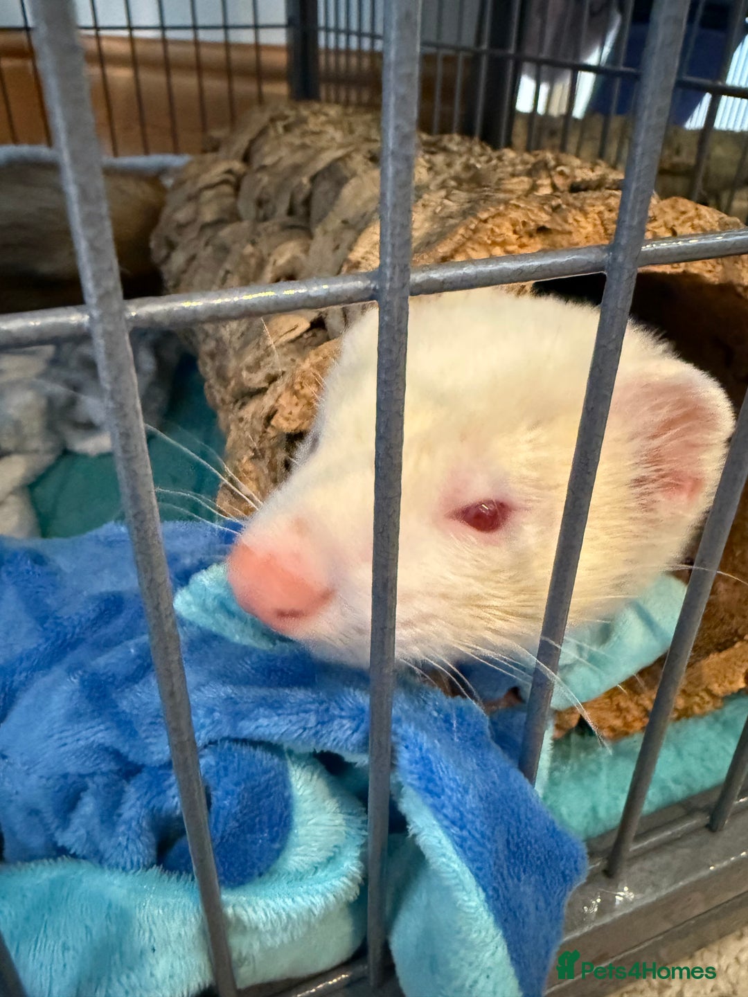 Ferret rodents for sale: 2 Male Ferrets with Full cage set up   - Image 6
