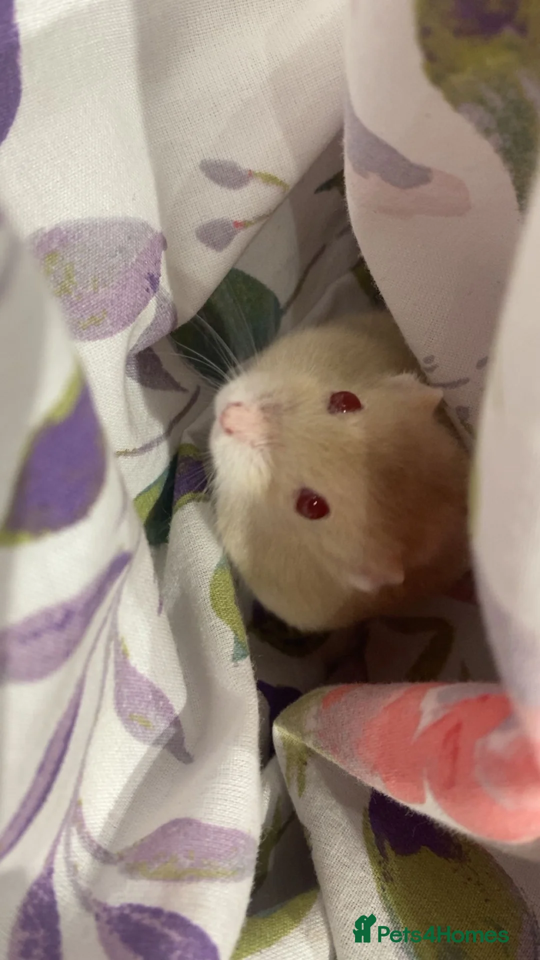 Hamster rodents for sale: Female Hamster 1 year old in Broadstairs - Advert 2