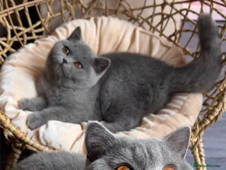 British Shorthair cats British shorthair Top Quality🏆 - Advert 5